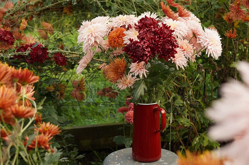 The Last of the Dahlias.